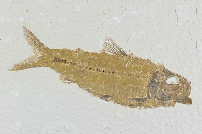 Detailed Fossil Fish (Knightia) - Wyoming #96096